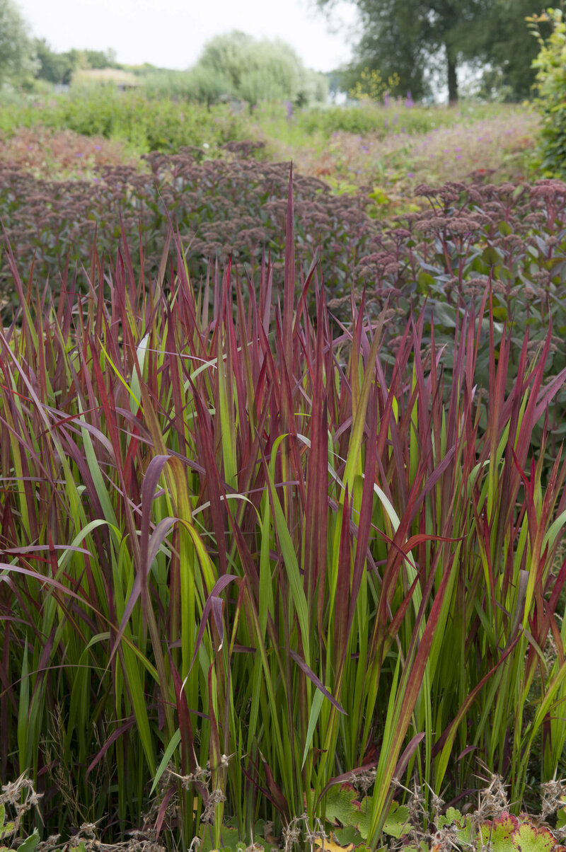 Imperata cylindrica Red Baron