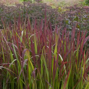 Imperata cylindrica Red Baron