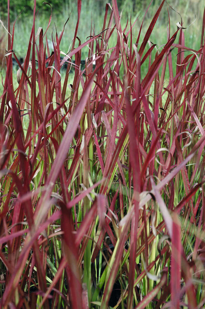 Imperata cylindrica Red Baron
