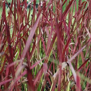 Imperata cylindrica Red Baron