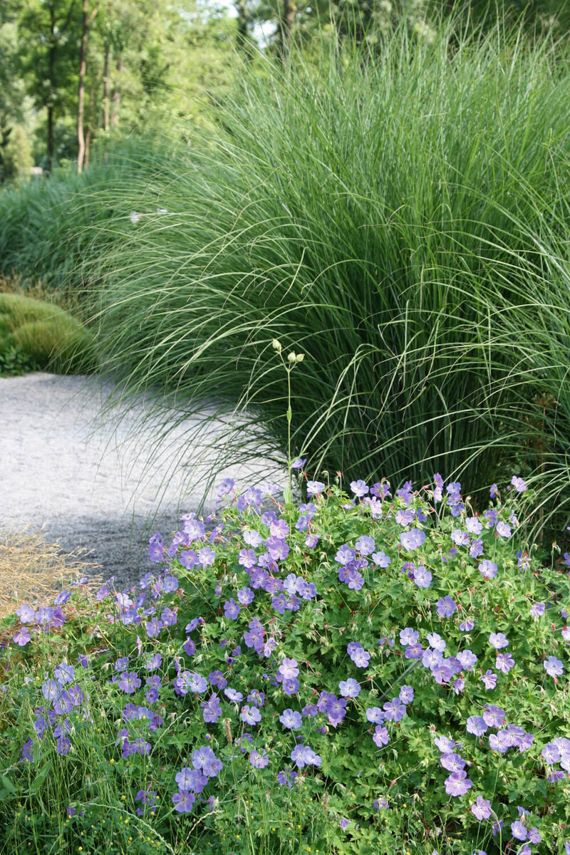 Miscanthus sinensis Gracillimus