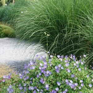 Miscanthus sinensis Gracillimus