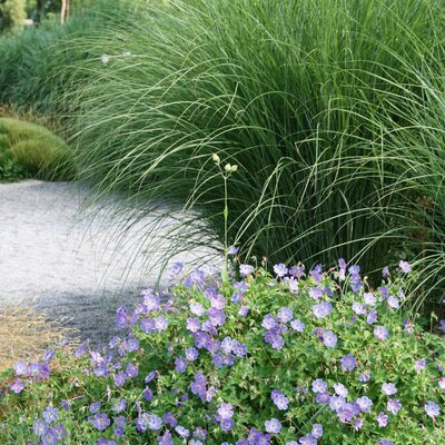 Miscanthus sinensis Gracillimus