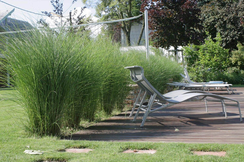 Miscanthus sinensis Gracillimus