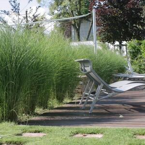 Miscanthus sinensis Gracillimus