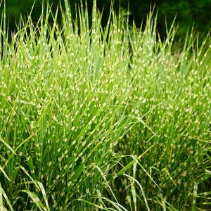 Miscanthus sinensis Little Zebra ®