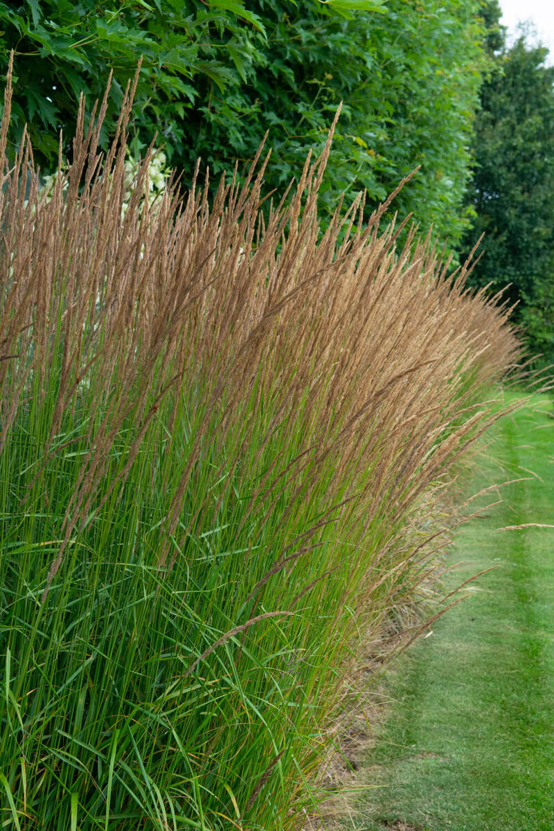 Molinia caerulea Aha Erlebnis