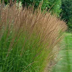 Molinia caerulea Aha Erlebnis