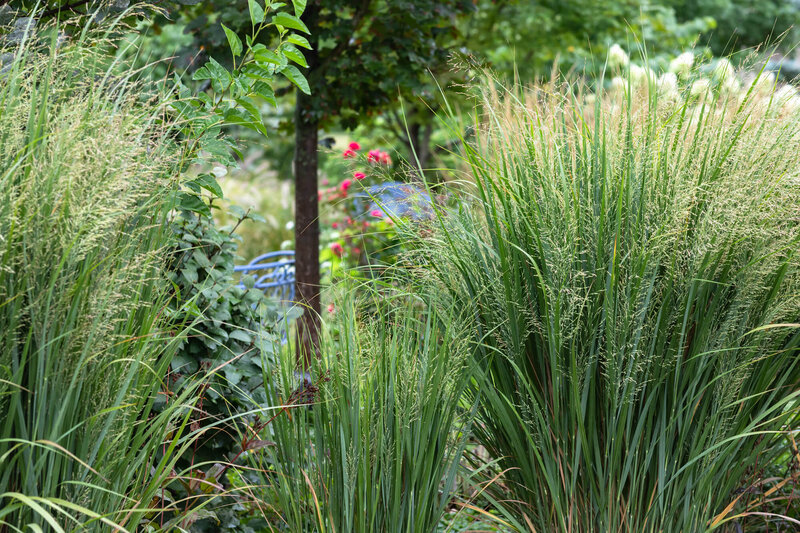 Panicum virgatum Northwind