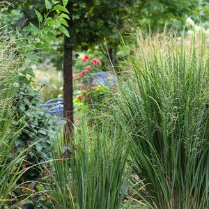 Panicum virgatum Northwind