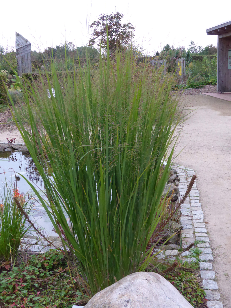 Panicum virgatum Northwind