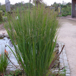 Panicum virgatum Northwind