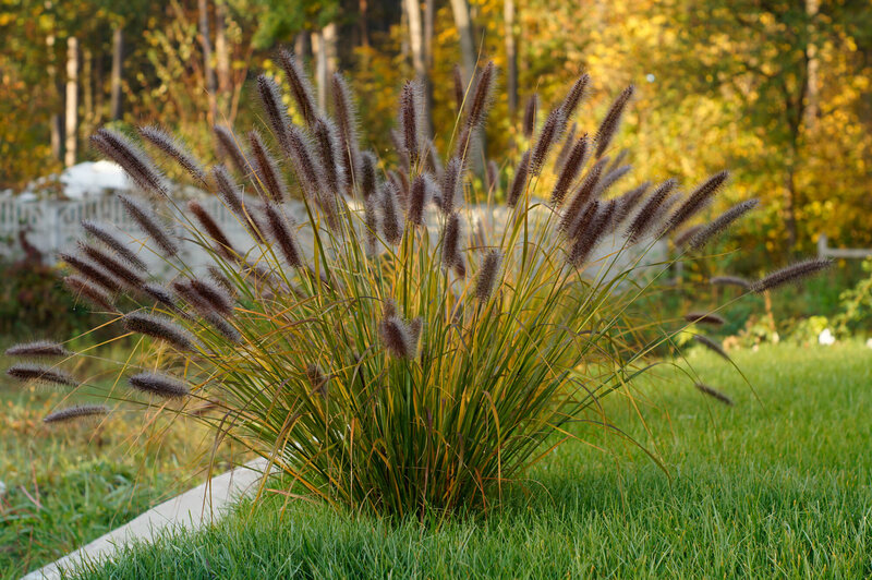 Pennisetum alopecuroides Moudry