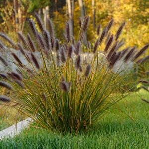 Pennisetum alopecuroides Moudry