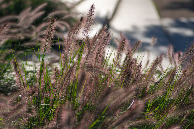 Pennisetum alopecuroides Moudry