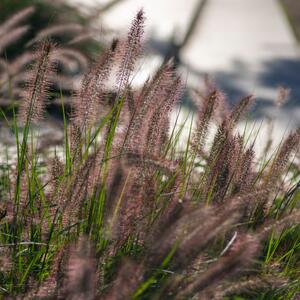 Pennisetum alopecuroides Moudry