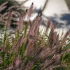 Pennisetum alopecuroides Moudry