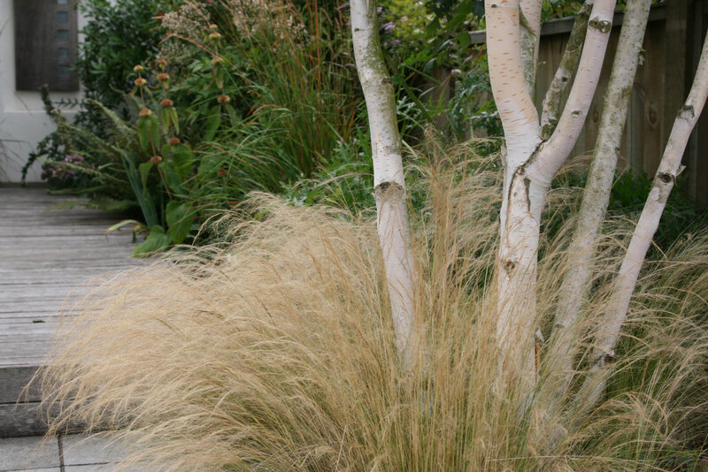 Stipa tenuissima