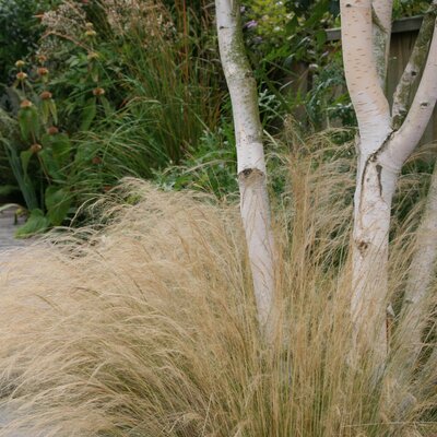 Stipa tenuissima