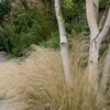 Stipa tenuissima