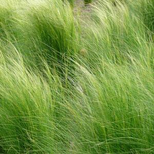 Stipa tenuissima