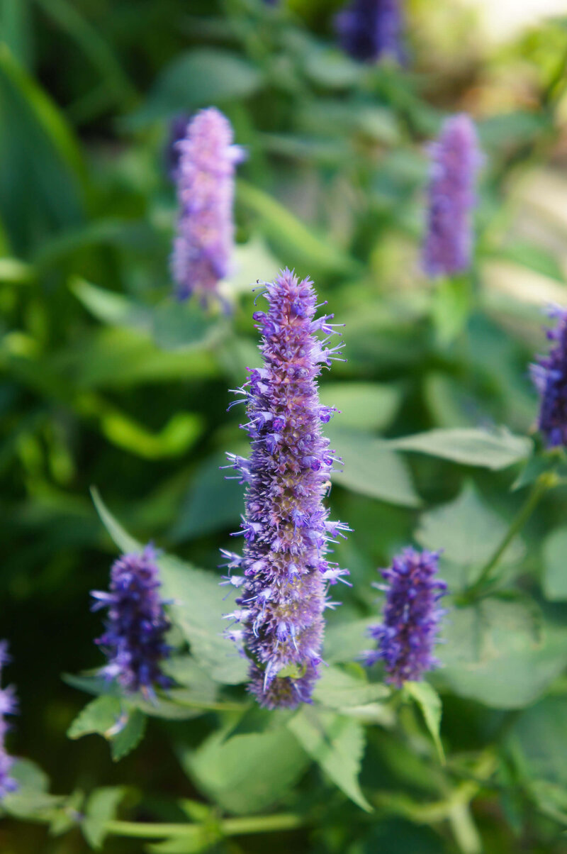Agastache rugosa Black Adder