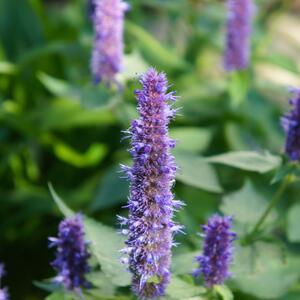 Agastache rugosa Black Adder