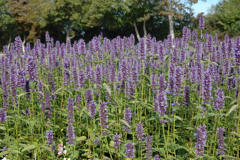 Agastache rugosa Black Adder