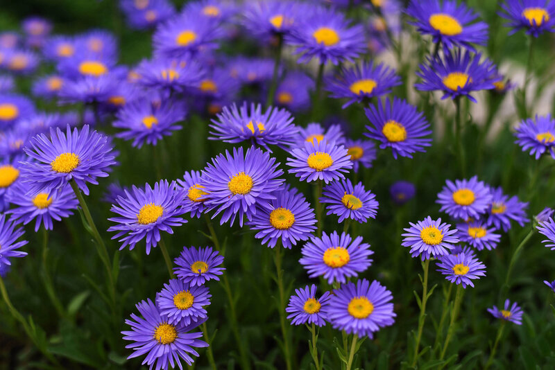 Aster alpinus „Dunkle Schöne“