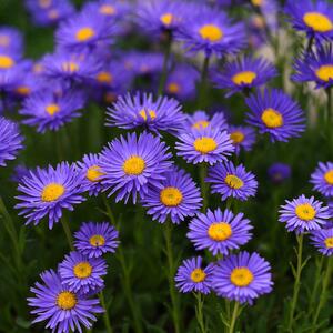 Aster alpinus „Dunkle Schöne“