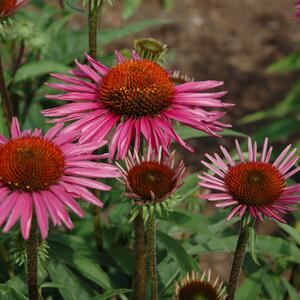 Echinacea purpurea ‚JS Pica Bella®‘ 