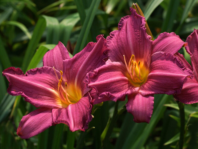 Hemerocallis x cultorum Summer Wine