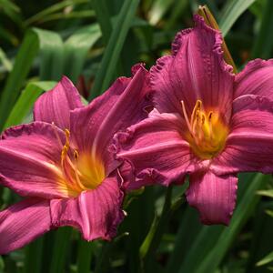 Hemerocallis x cultorum Summer Wine