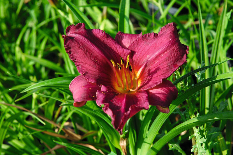 Hemerocallis x cultorum Summer Wine