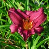 Hemerocallis x cultorum Summer Wine