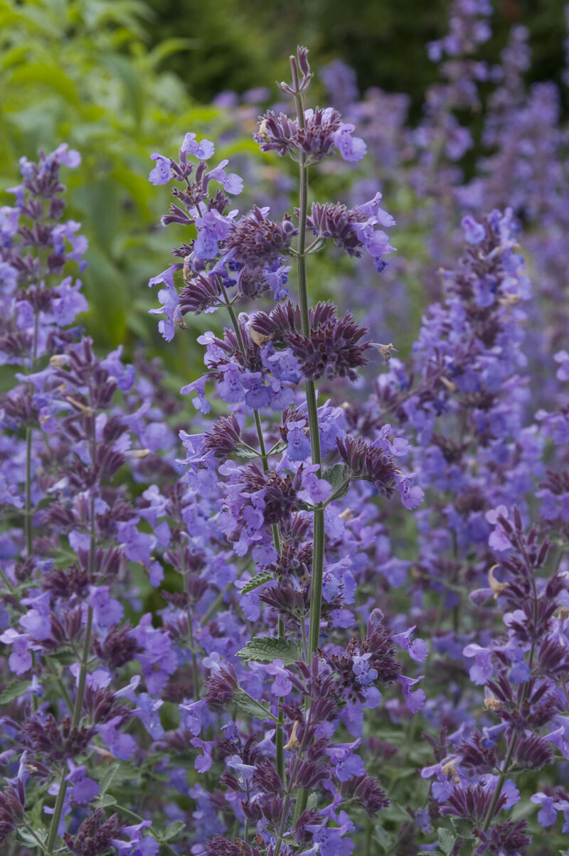 Nepeta x faassenii Walkers Low