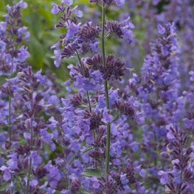 Nepeta x faassenii Walkers Low