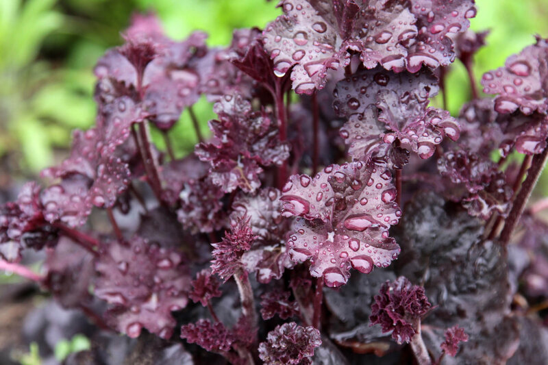 Heuchera x cultorum Plum Pudding