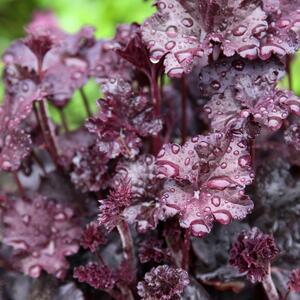 Heuchera x cultorum Plum Pudding