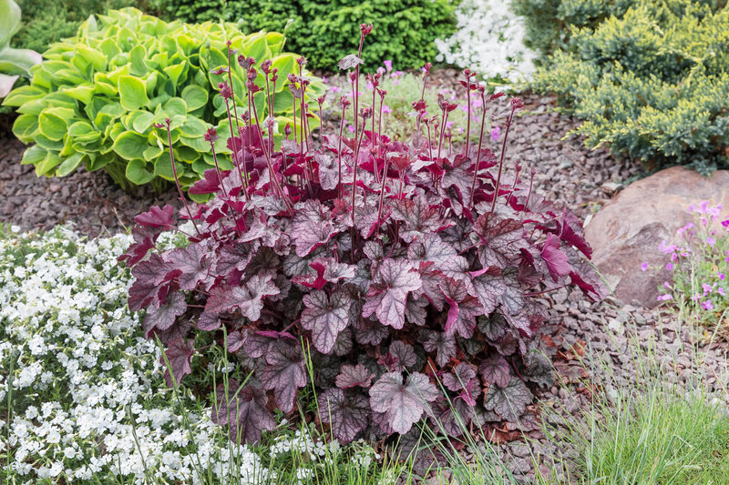 Heuchera x cultorum Plum Pudding