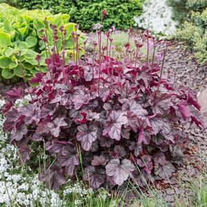 Heuchera x cultorum Plum Pudding