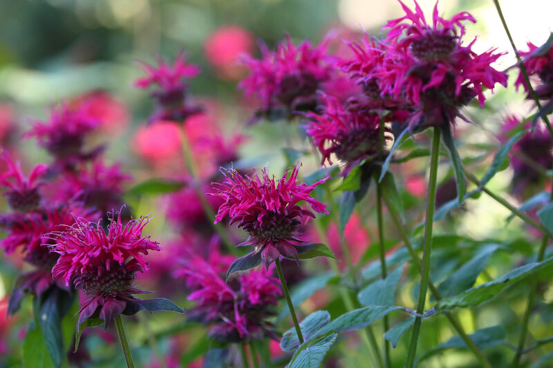 Monarda Fistulosa - Hybriden Blaustrumpf