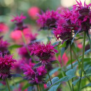 Monarda Fistulosa - Hybriden Blaustrumpf