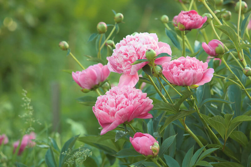 Paeonia Lactiflora - Hybriden Sarah Bernhardt