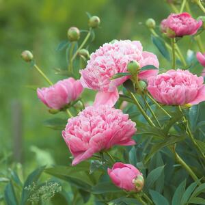 Paeonia Lactiflora - Hybriden Sarah Bernhardt