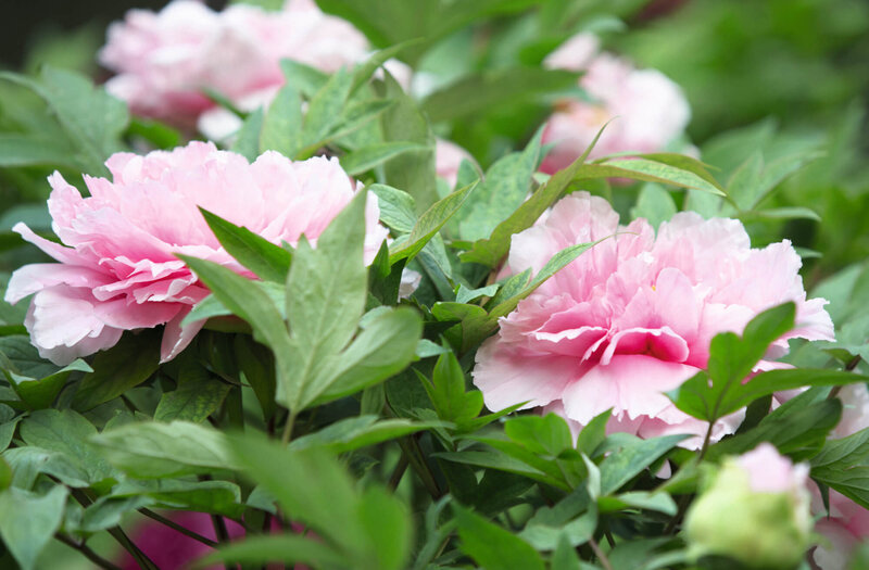 Paeonia Lactiflora - Hybriden Sarah Bernhardt