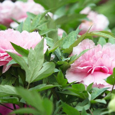 Paeonia Lactiflora - Hybriden Sarah Bernhardt
