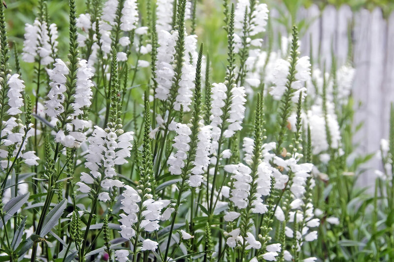 Physostegia virginiana Alba