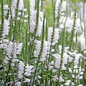 Physostegia virginiana Alba