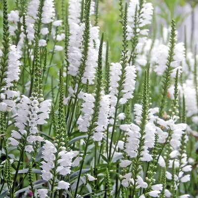Physostegia virginiana Alba